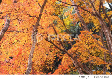 もみじ3 もみじ3 15628408