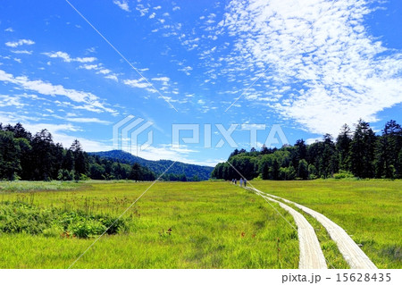 夏の尾瀬・大江湿原 15628435