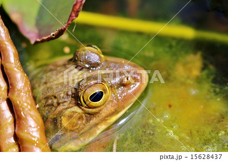 ウシガエル 15628437