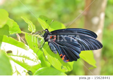 ナガサキアゲハ 15628441
