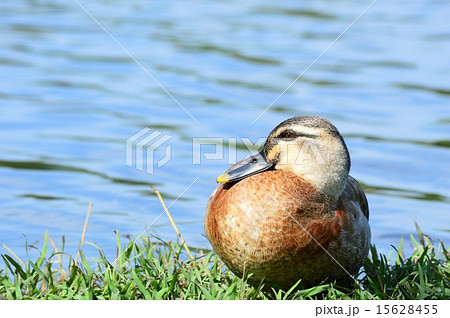 カルガモが池の陸地で休息中 15628455