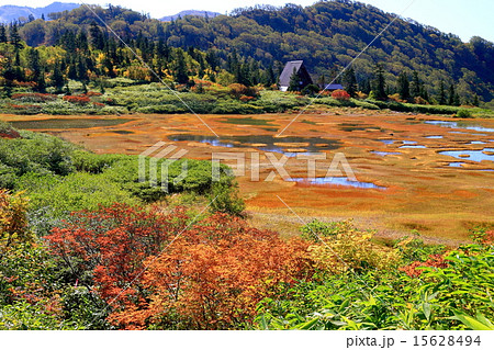 火打山・高谷池ヒュッテと湿原 15628494
