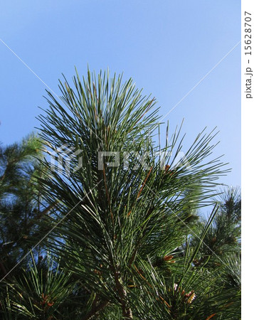 松の葉 松の葉 15628707