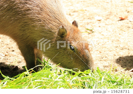 東山動物園のカピバラ 東山動物園のカピバラ 15628731