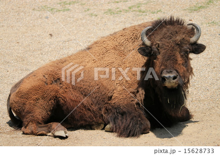東山動物園のバッファローの写真素材