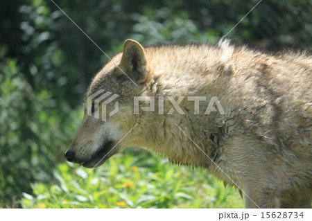 東山動物園のシンリンオオカミの写真素材