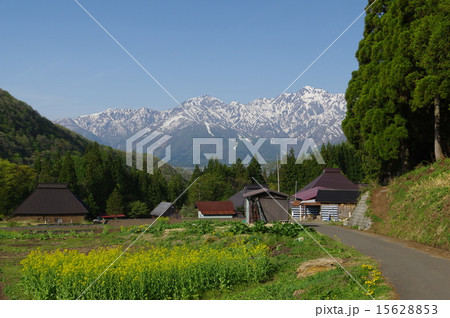 信州　白馬村　青鬼（あおに）集落の春、残雪の北アルプスを望む 15628853