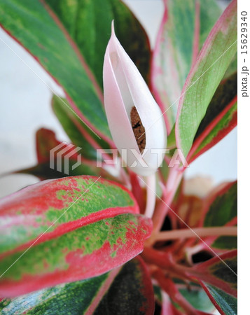 アグラオネマの花 アグラオネマの花 15629340