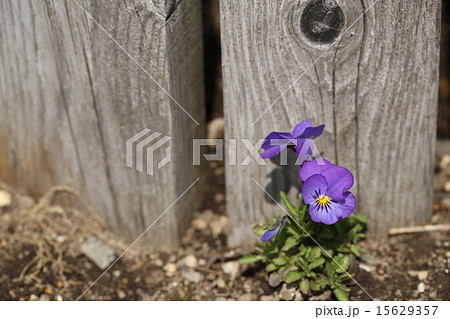 一株のビオラ 15629357