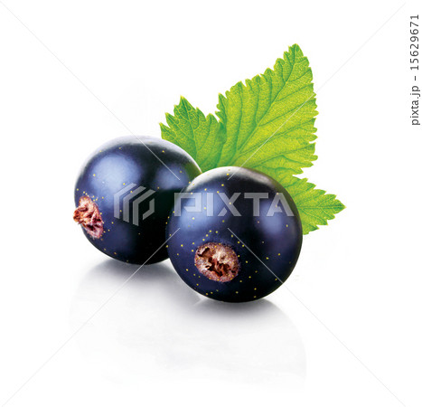 black currant black currant 15629671