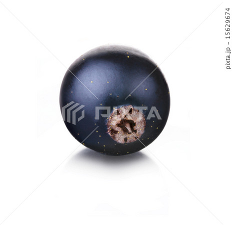 black currant black currant 15629674