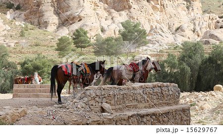 Bedouins horses in Petra, Jordan Bedouins horses in Petra, Jordan 15629767