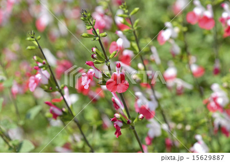 サルビア・ミクロフィラ ホットリップス サルビア・ミクロフィラ ホットリップス 15629887