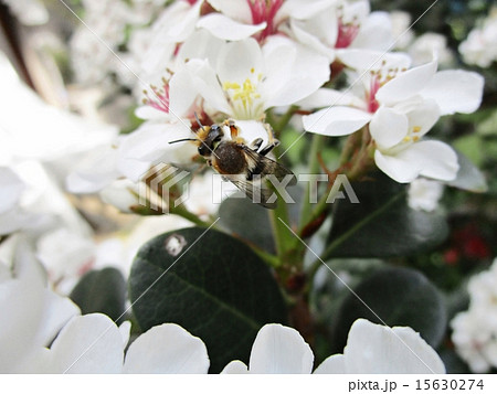 ミツバチ 15630274