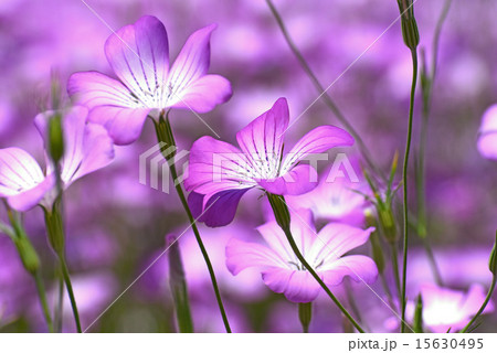 花畑のムギセンノウ 花畑のムギセンノウ 15630495