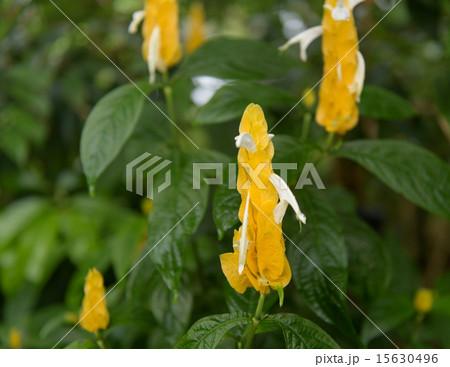 パキスタキス 15630496