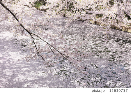 弘前の桜 15630757