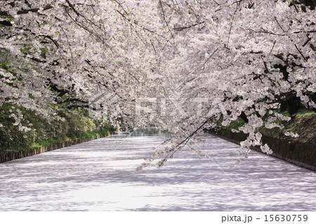 弘前の桜 15630759
