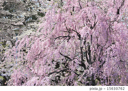 弘前の桜 15630762