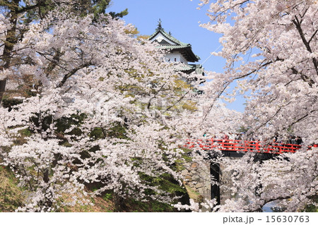 弘前の桜 15630763