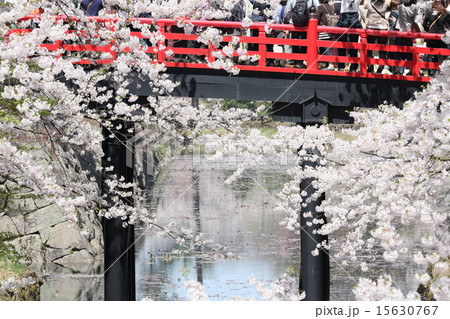 弘前の桜 弘前の桜 15630767