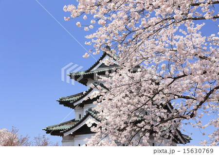 弘前の桜 弘前の桜 15630769