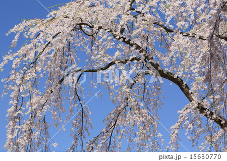 弘前の桜 15630770