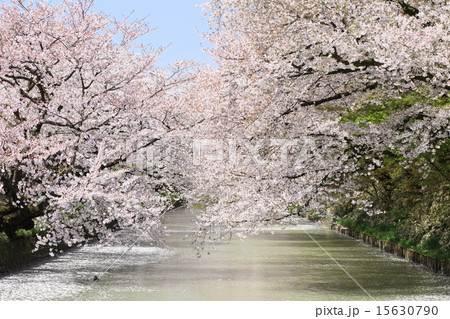 弘前の桜 15630790