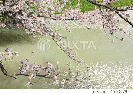 弘前の桜 15630792