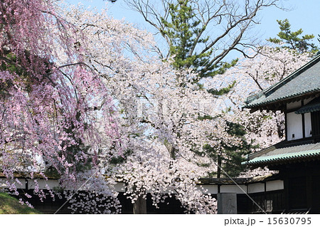 弘前の桜 15630795