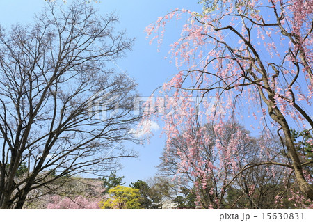 弘前の桜 15630831