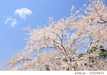 弘前の桜 15630833