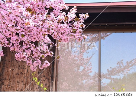 オオヤマザクラの映る窓 15630838