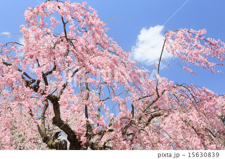 弘前の桜 15630839