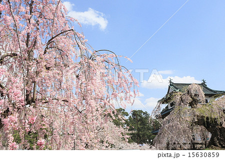 弘前の桜 15630859