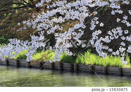 弘前の桜 15630875