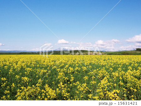 菜の花と大雪3 15631421