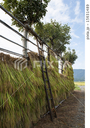 夏木の稲架木 15631489
