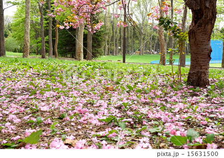 桜のカーペット 15631500