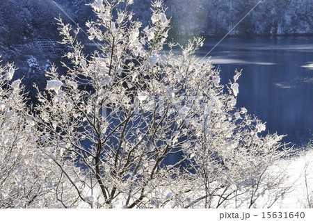 雪景色の朝 宮ヶ瀬湖 15631640