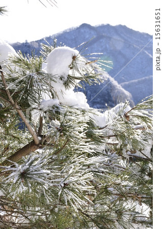 松と山の雪景色 松と山の雪景色 15631651