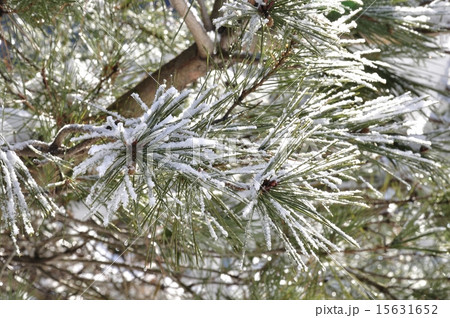 冬のアカマツ 冬のアカマツ 15631652