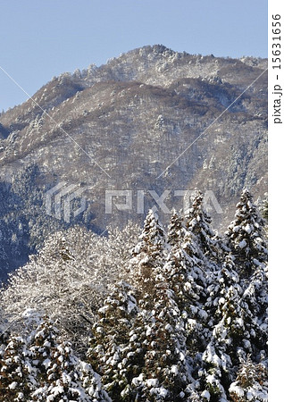 雪化粧した本間ノ頭 15631656