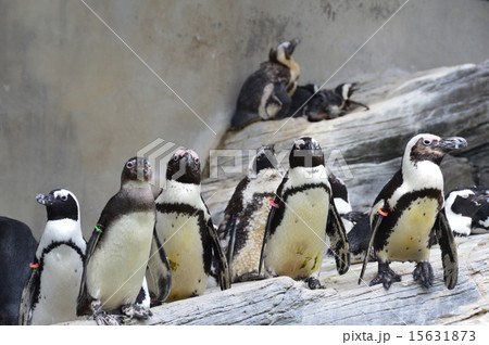 ケープペンギンの群れ(サンシャイン水族館/東京都豊島区東池袋) ケープペンギンの群れ(サンシャイン水族館/東京都豊島区東池袋) 15631873