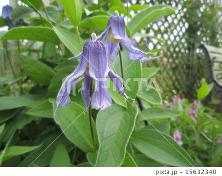 花（クレマチス） 15632340
