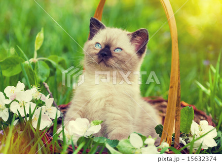 Little kitten in a basket on the grass Little kitten in a basket on the grass 15632374
