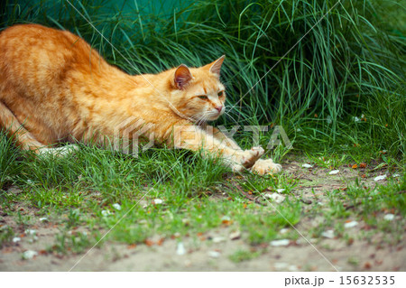 Ginger cat stretches on grass 15632535