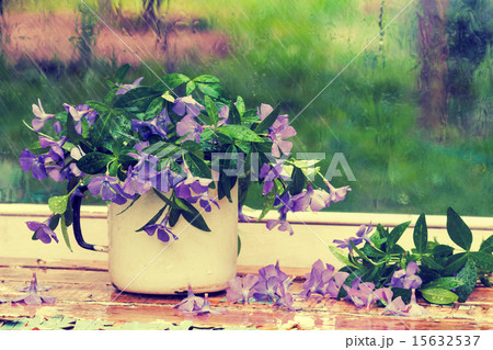 Periwinkle flowers near window in the rain 15632537