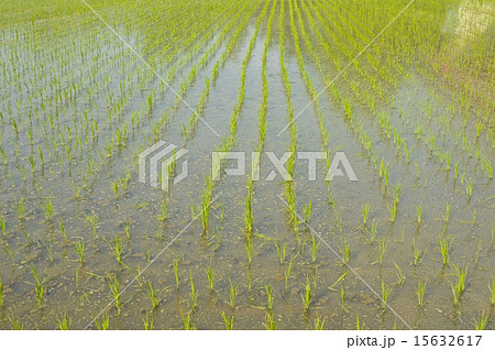 田植えをしたての水田（埼玉県さいたま市） 15632617
