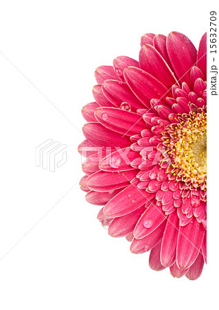 Closeup of a beautiful pink gerbera blossom Closeup of a beautiful pink gerbera blossom 15632709